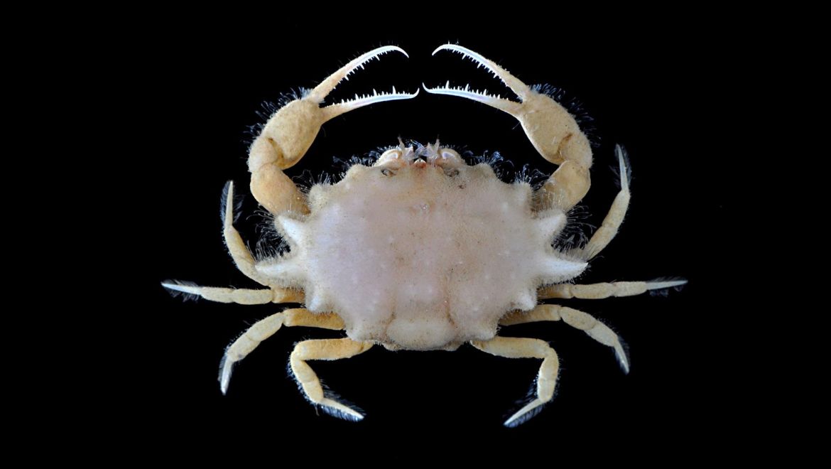 Iphiculus spongiosus