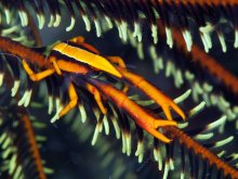 Allogalathea babai