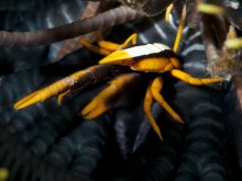 Allogalathea babai