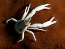 Allogalathea babai