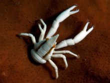 Allogalathea babai