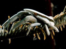 Allogalathea babai