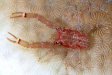 Galathea tanegashimae