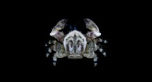 Allopetrolisthes angulosus