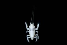 Euceramus panatelus