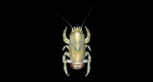 Euceramus praelongus