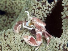 Neopetrolisthes maculatus