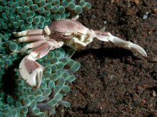 Neopetrolisthes maculatus