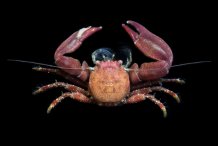 Pisidia longicornis