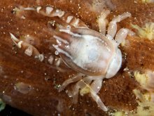 Porcellanella haigae