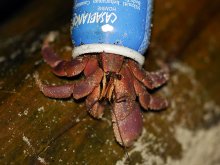 Coenobita brevimanus