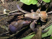 Coenobita brevimanus