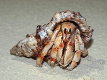 Coenobita perlatus