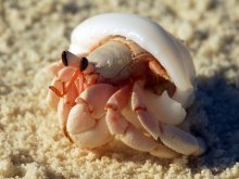Coenobita perlatus