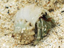 Coenobita perlatus