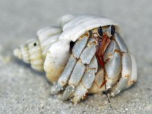 Coenobita perlatus