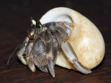 Coenobita rugosus