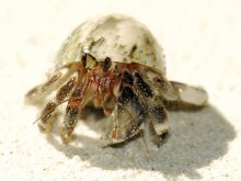 Coenobita rugosus