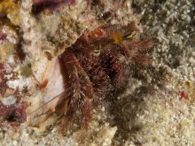 Aniculus retipes
