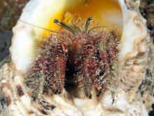 Aniculus retipes