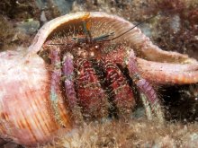 Aniculus retipes