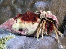Calcinus fuscus
