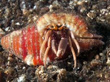 Calcinus fuscus