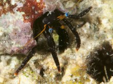 Calcinus gaimardii