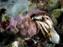 Calcinus minutus