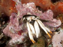 Calcinus minutus