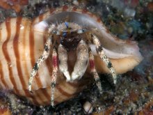 Calcinus pulcher