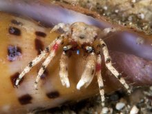 Calcinus pulcher