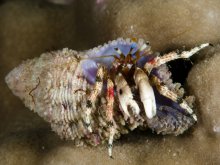Calcinus pulcher