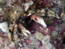 Calcinus pulcher