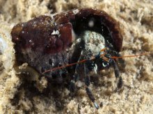 Clibanarius humilis