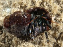 Clibanarius humilis