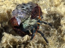 Clibanarius humilis