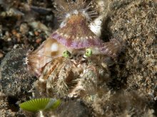 Dardanus deformis