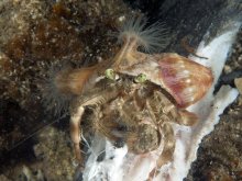 Dardanus deformis