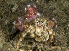 Dardanus deformis