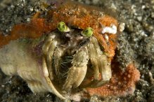 Dardanus deformis