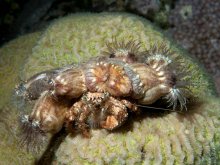 Dardanus deformis