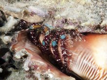 Dardanus guttatus