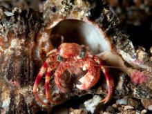 Dardanus impressus