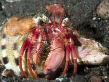 Dardanus jacquesi