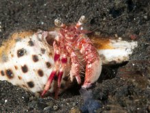 Dardanus jacquesi