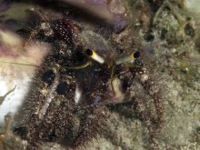 Dardanus lagopodes