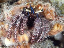 Dardanus lagopodes