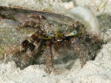 Dardanus lagopodes