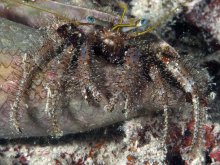 Dardanus lagopodes